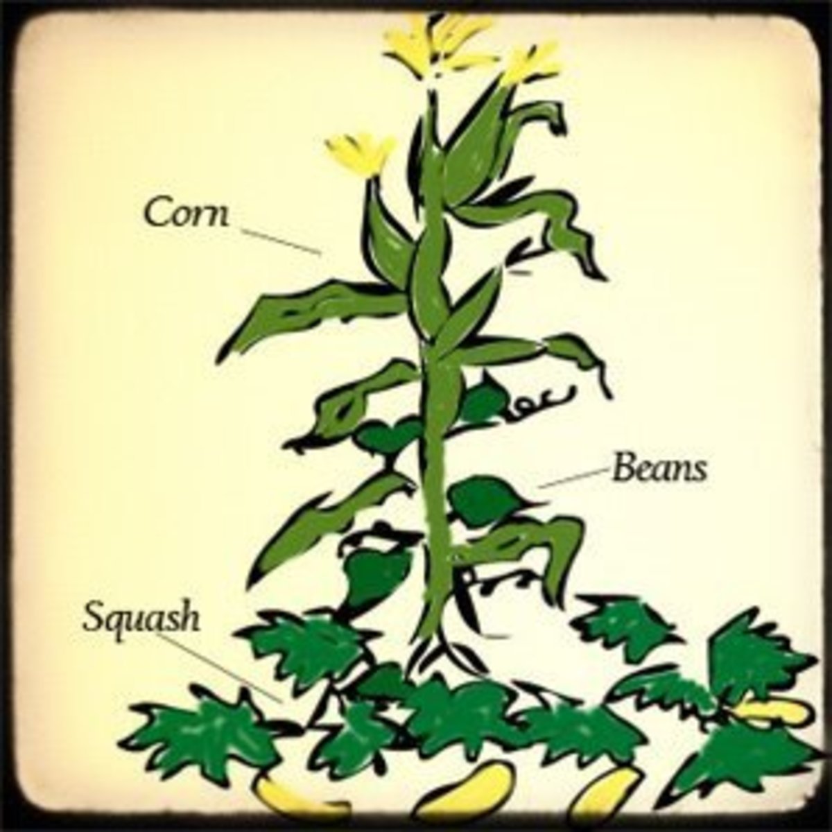 Corn, Beans, and Squash: The Three Sisters