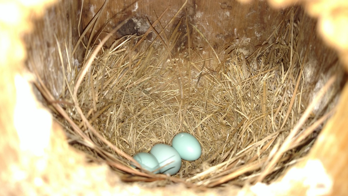 Eastern bluebird eggs found in my birdhouse.