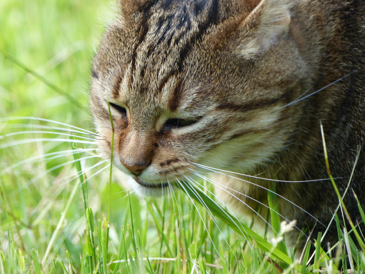 Why Do Dogs and Cats Eat Grass? Three Theories - PetHelpful