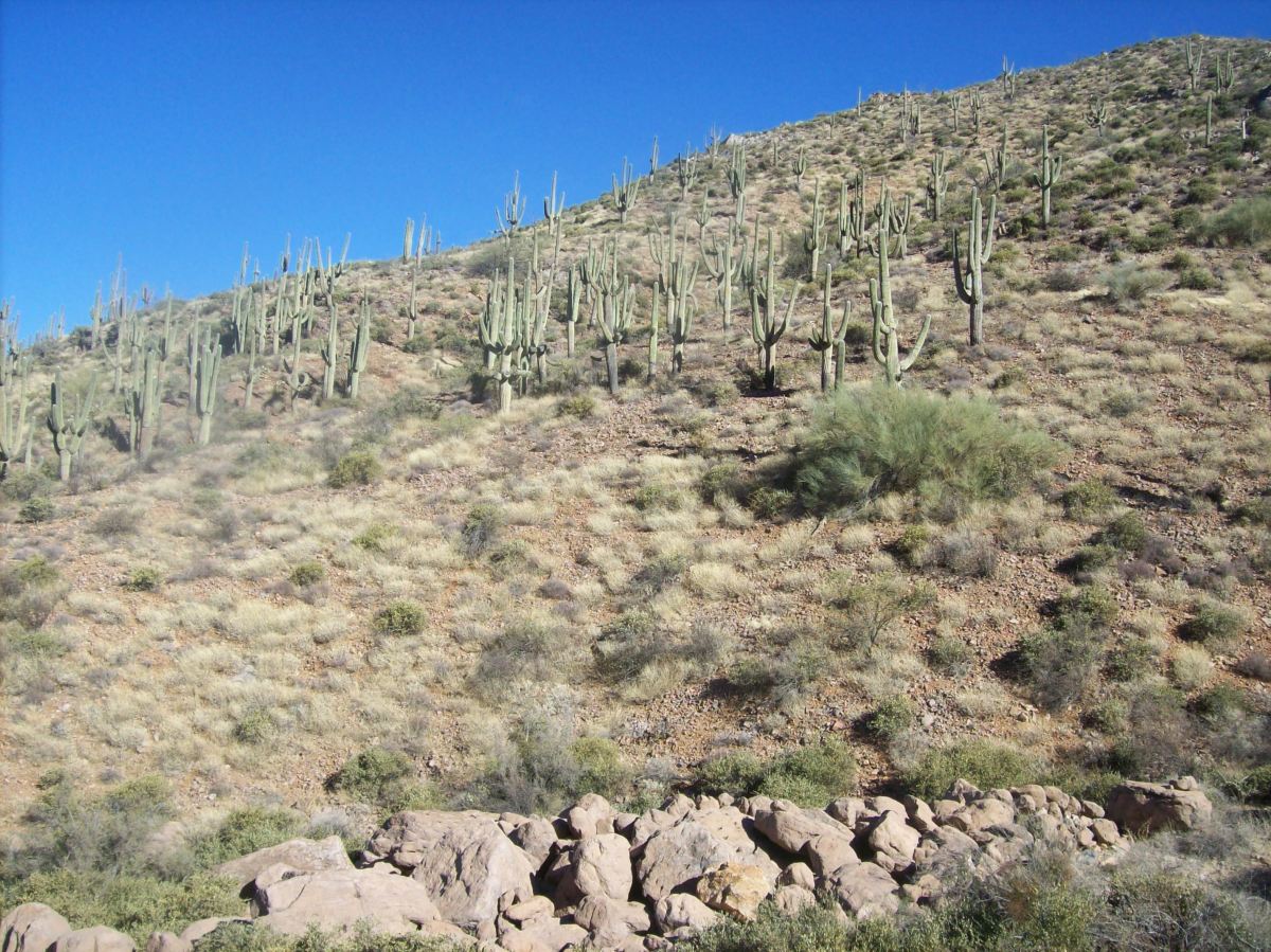 A delightful stand of saguaros above a wall of boulders thrown down the mountain in violent floods.