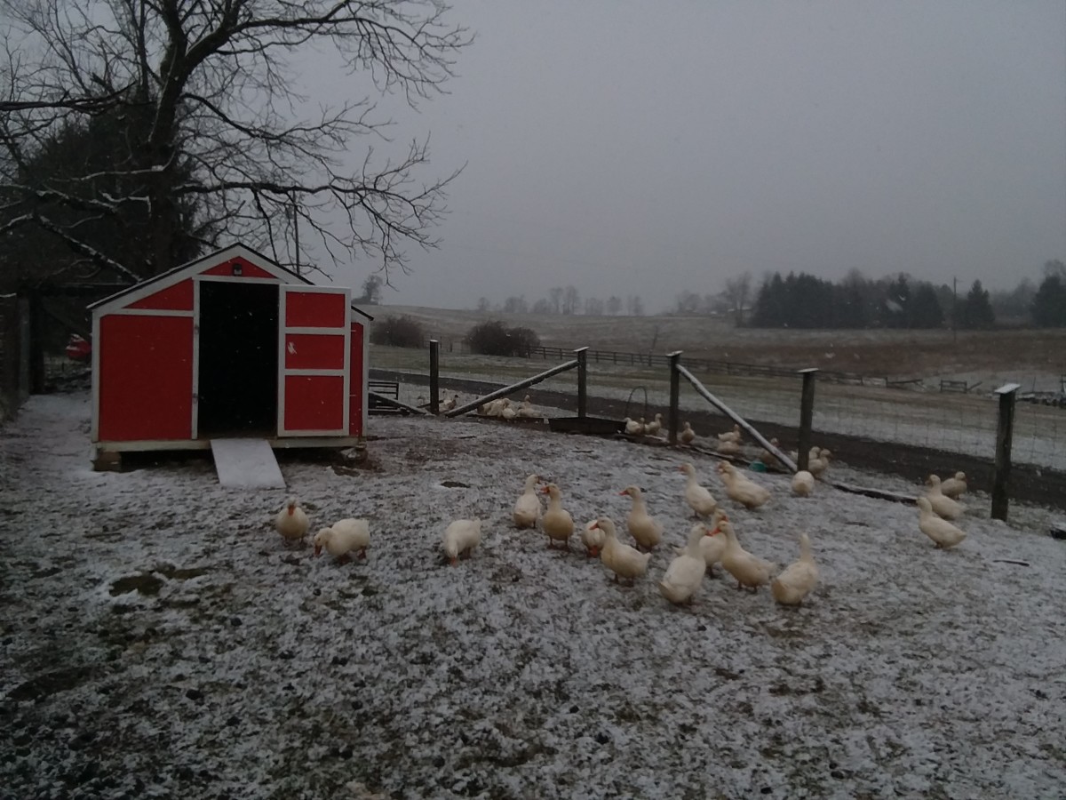 With a solid coop, a flock of hearty Pekins can easily withstand harsh temperatures. 