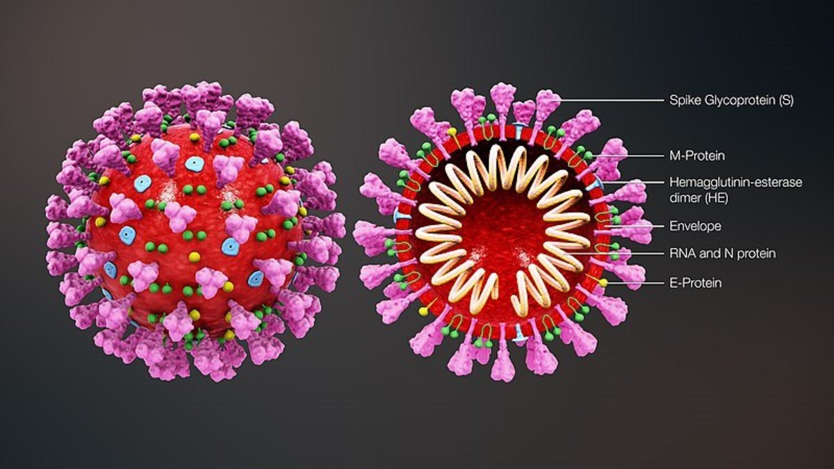Determining the Lesser of Two Evils in the Coronavirus Pandemic.