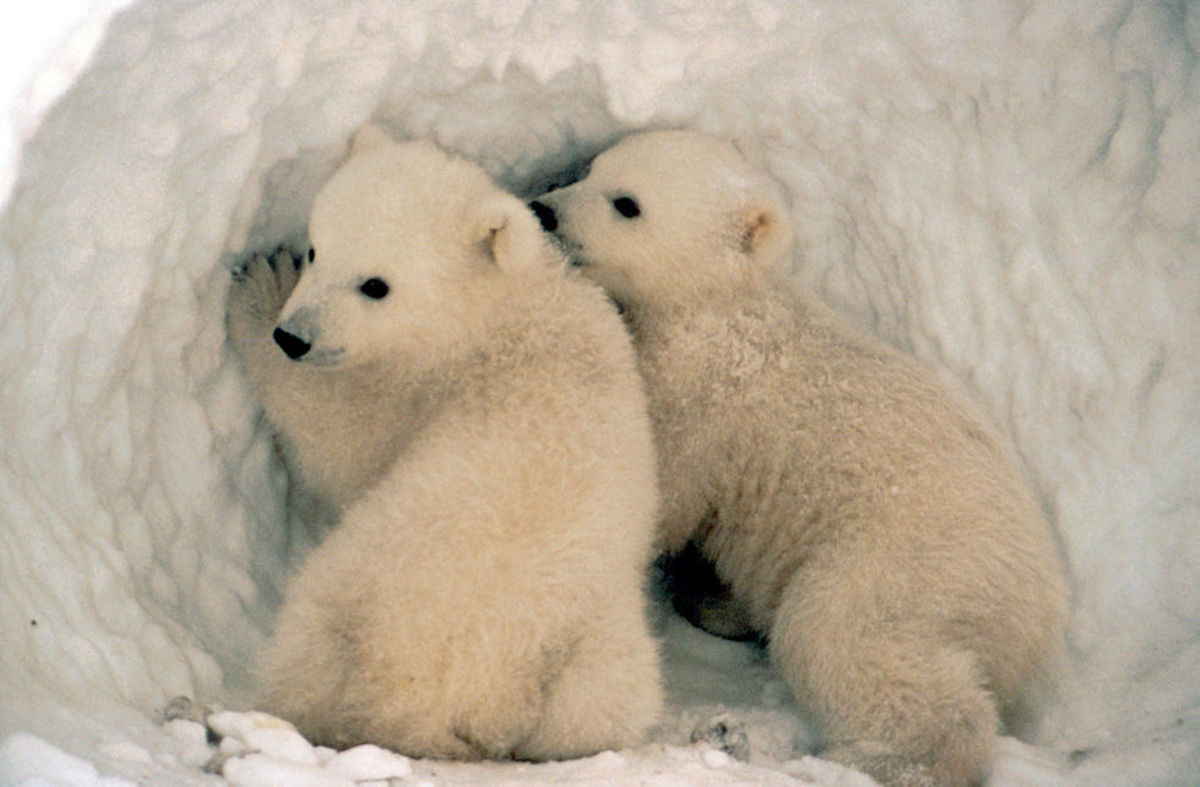 10-facts-about-the-polar-bear