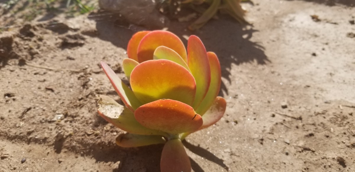 Add some color to your low water landscaping with succulents.