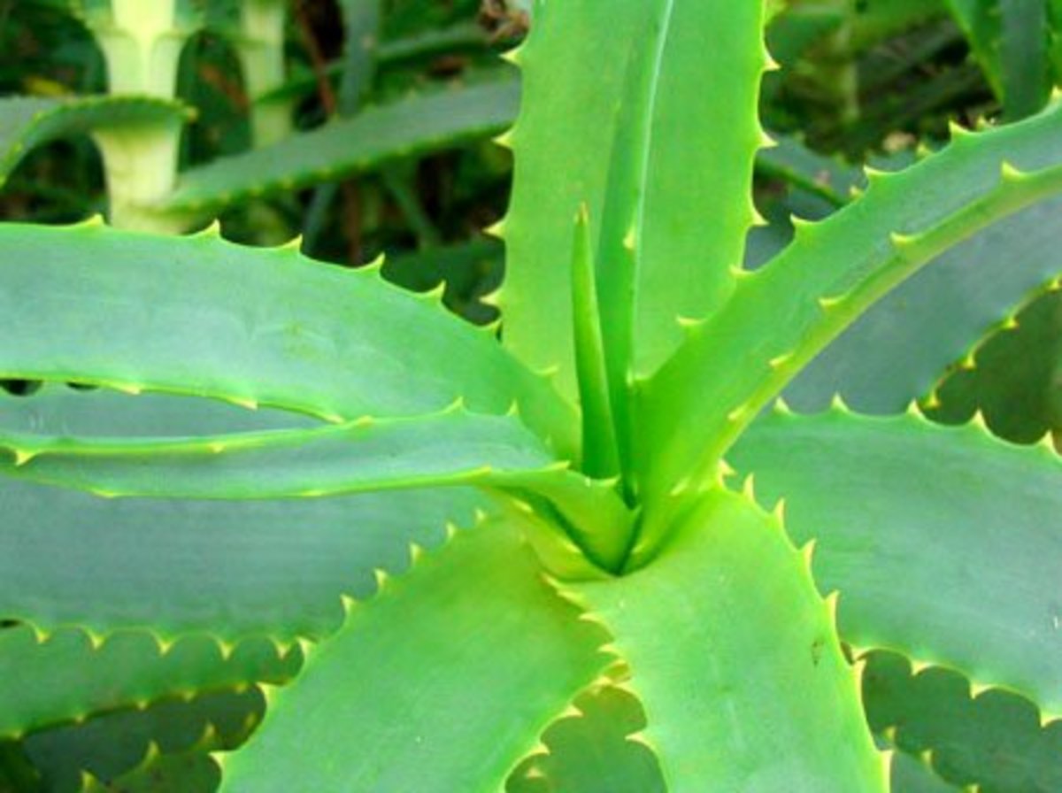 How to Start an AloeVera Project Small Project