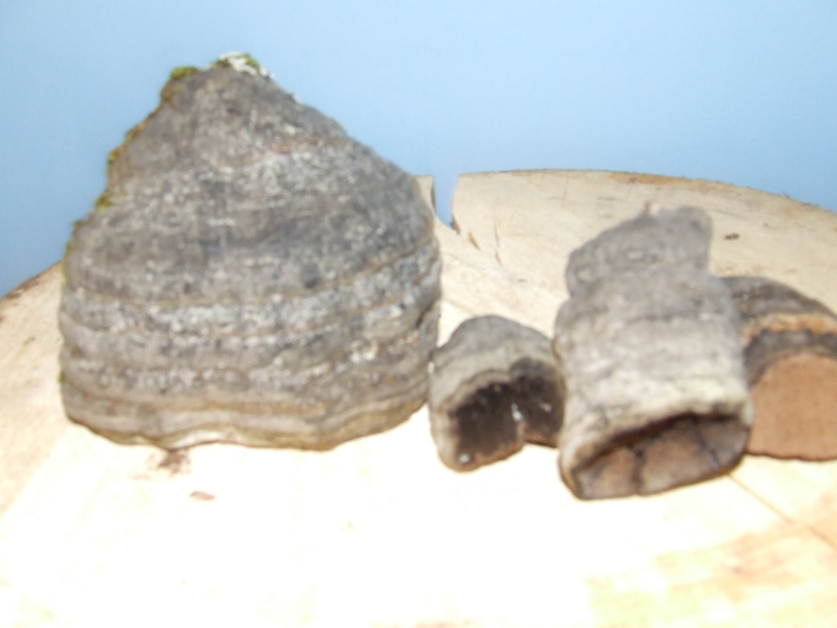 Examples of fomes fomentarious, or hoof fungus as commonly known - different sizes.