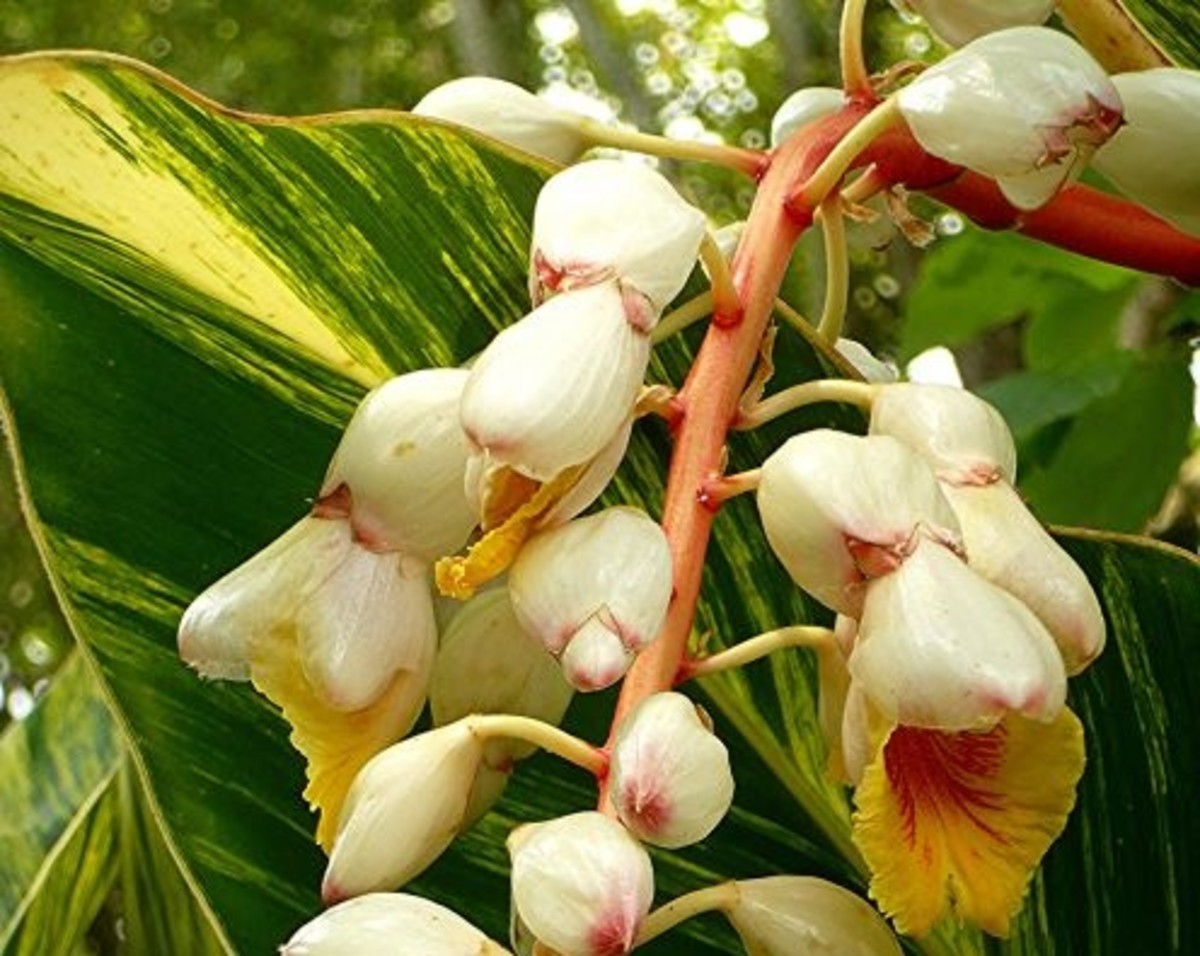 Pretty ginger plant blossoms in our backyard. Alpinia zerumbet (Shell ginger)