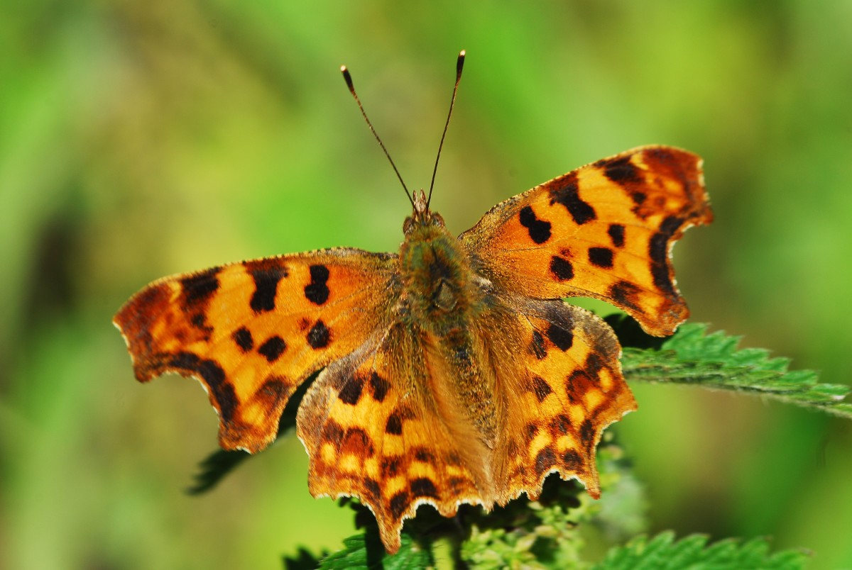 The Magical World of Butterflies and Dragonflies Seen Through a Macro ...