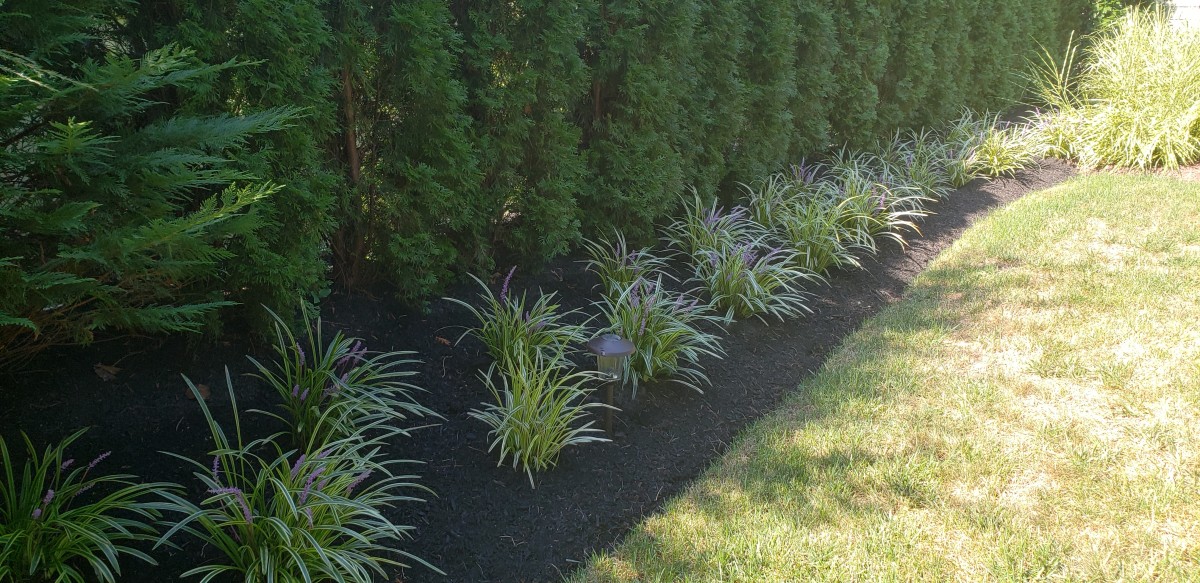 An interesting use of liriope as a border in front of a a row of shrubs that are masking a privacy fence