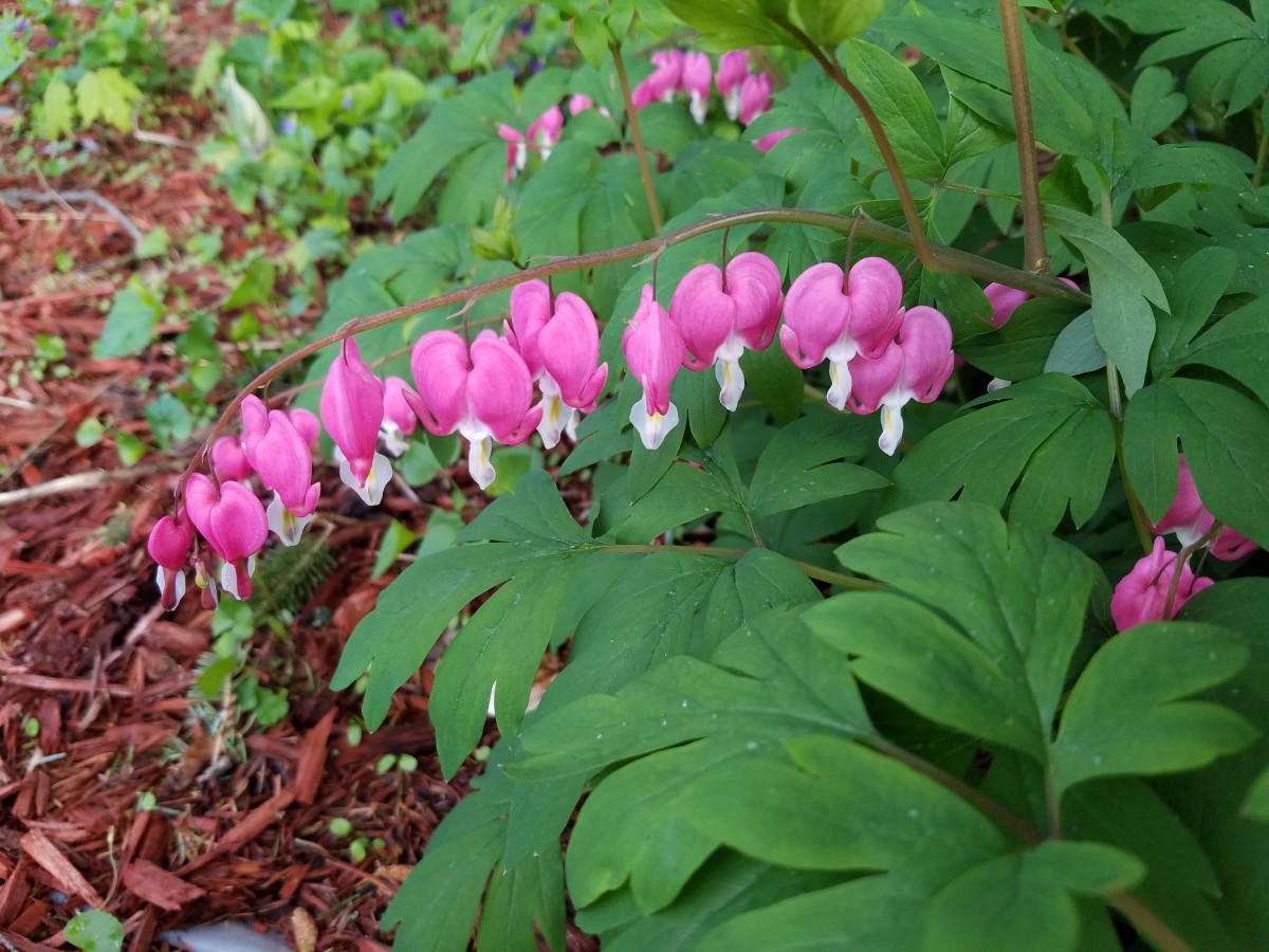 The bleeding heart bushes that remind me how much of a treasure neighbors are.