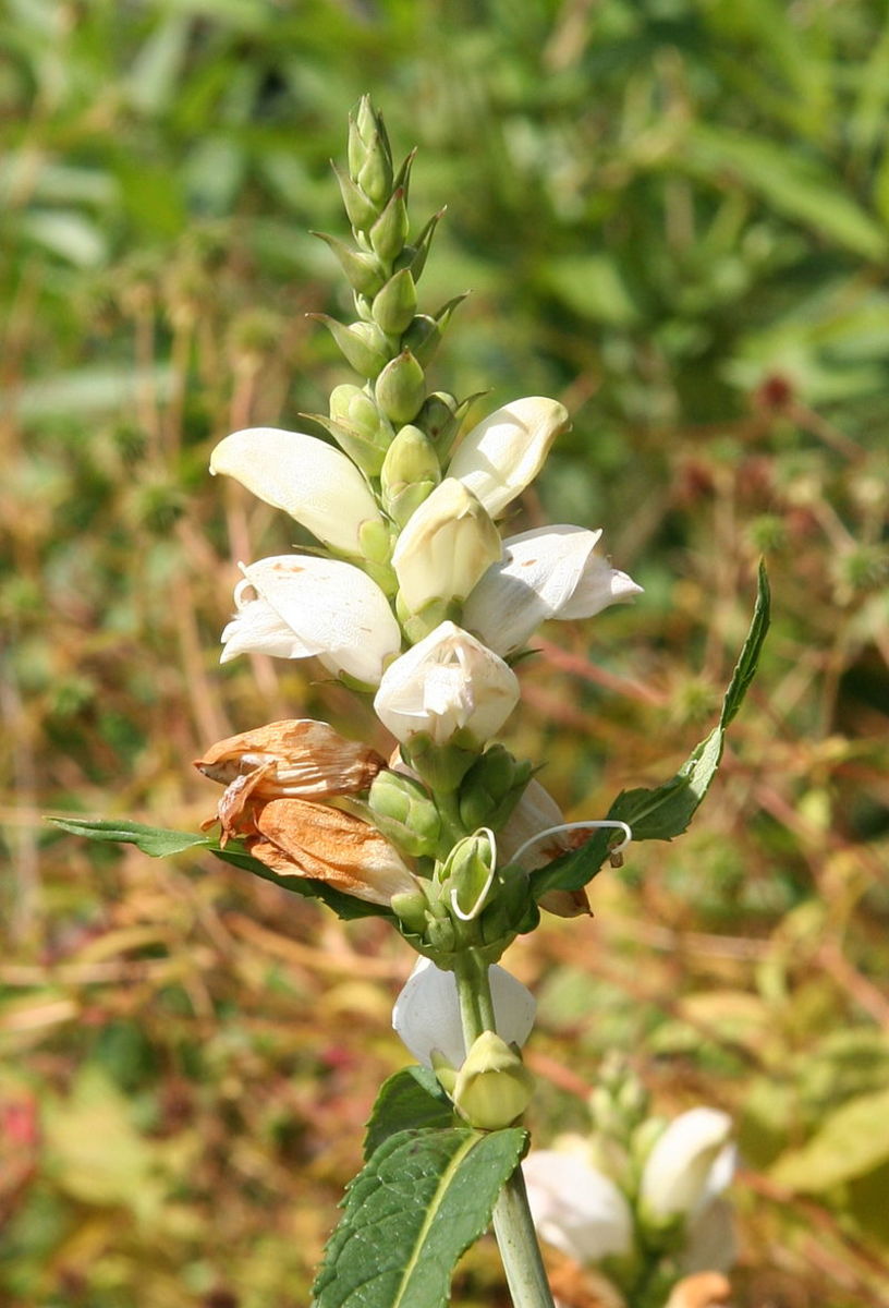 A turtlehead species with white flowers.