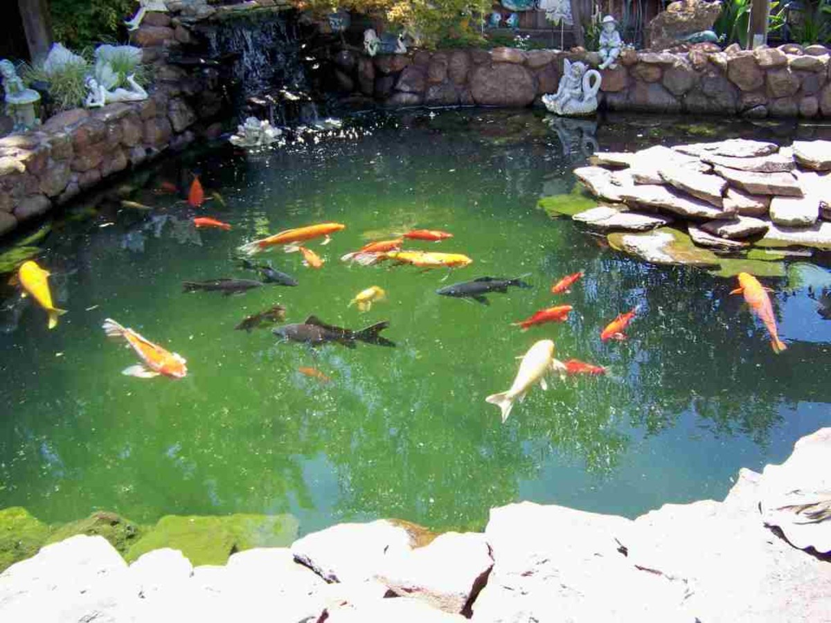 Clean and clear pond