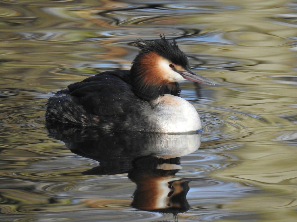A photo of a Great Crested Grebe taken at Swanshust Park after my trip to Stirchley.