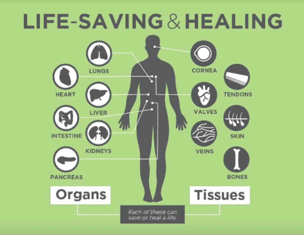 Each of these organs and tissues can heal a life