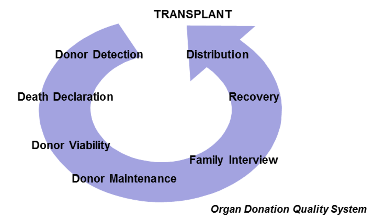 Organ Donation Process