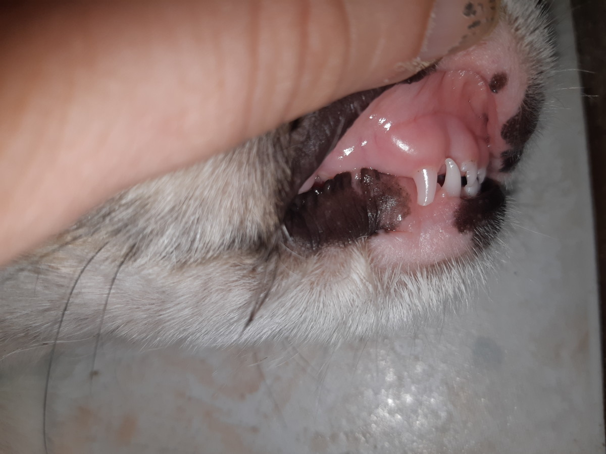Teeth of a seven-week-old puppy. As seen, the baby teeth are all in. These teeth are very sharp and may feel like needles when the puppy nips!