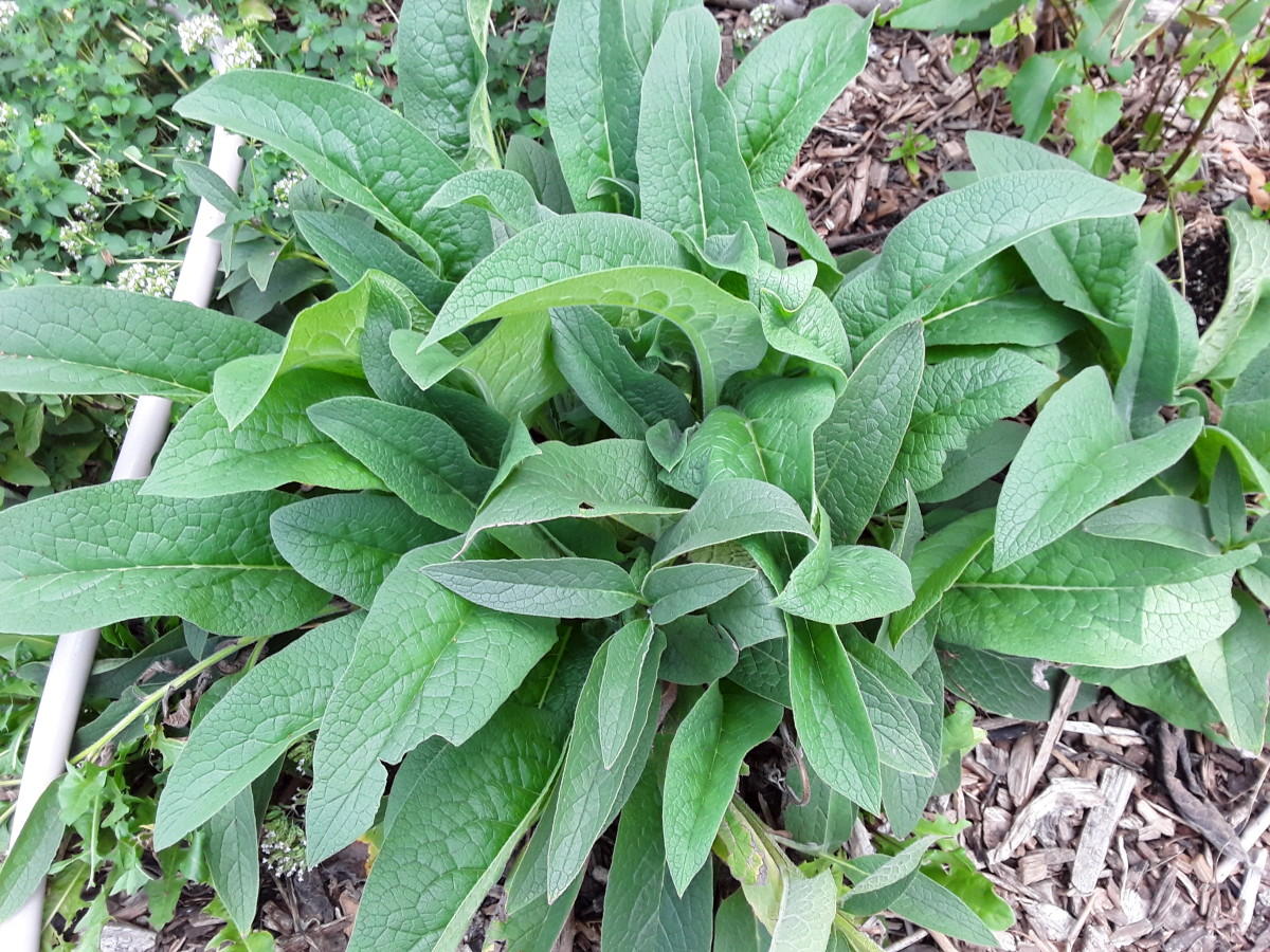 Comfrey is amazingly resilient.  This hugelkultur often dries out and the comfrey wilts. But as soon as it gets some water, it springs back to life.