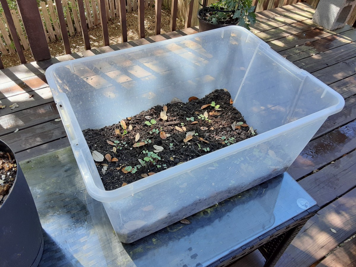 This is a repurposed container for my emergency coronavirus garden, used to grow microgreens.