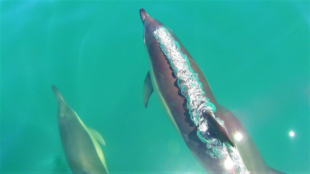 Mid-Atlantic common dolphins