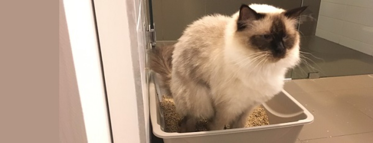 Position of litter box inside the house in a calm place and it is not covered.