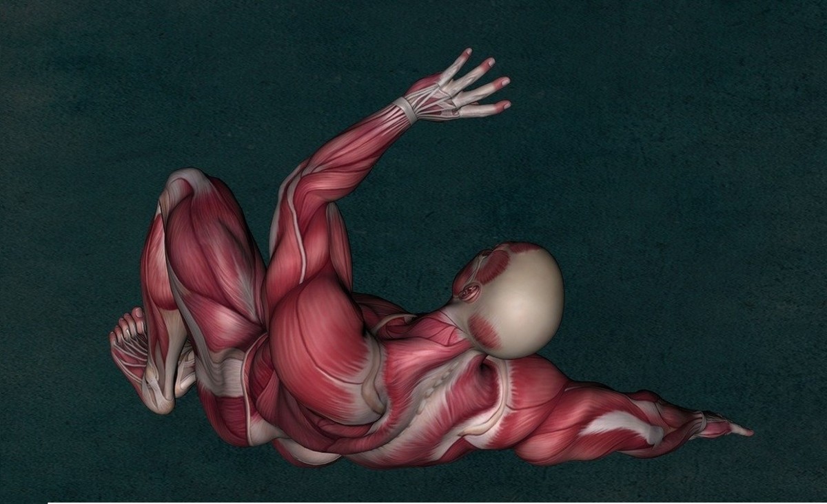Anatomy of muscles