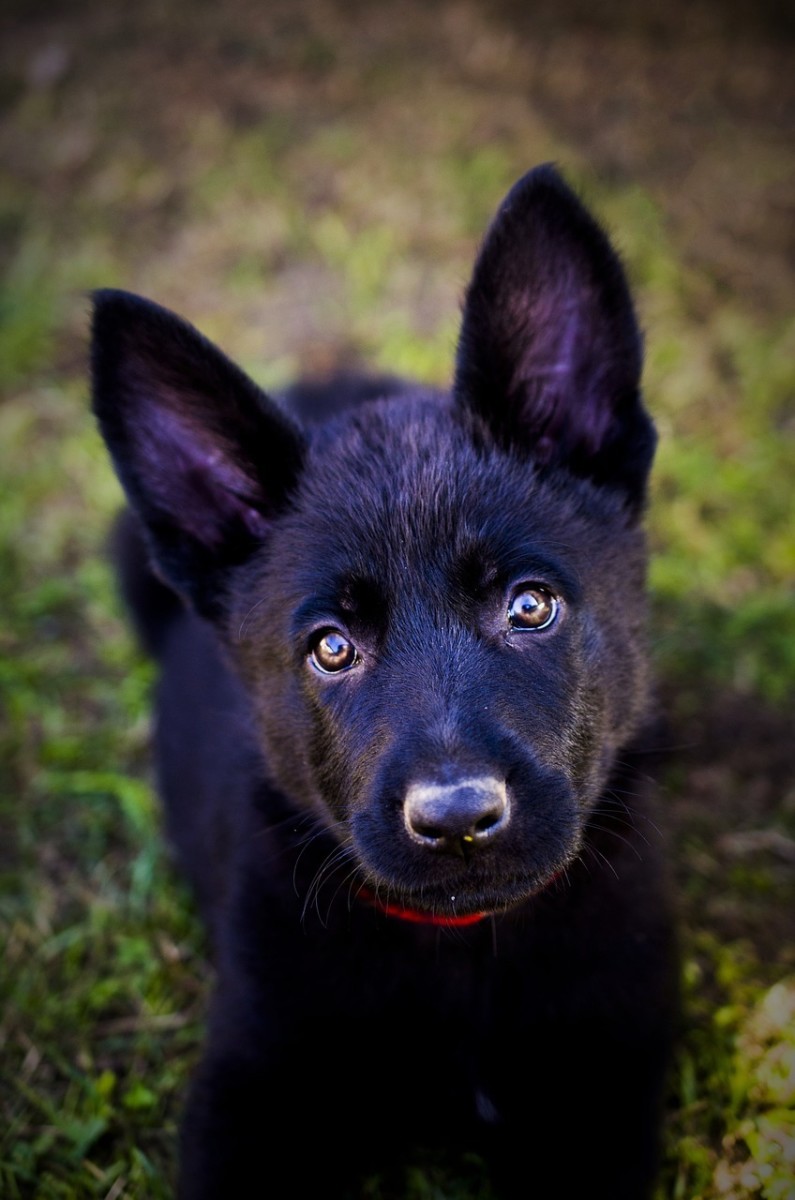 Black German Shepherds Dog