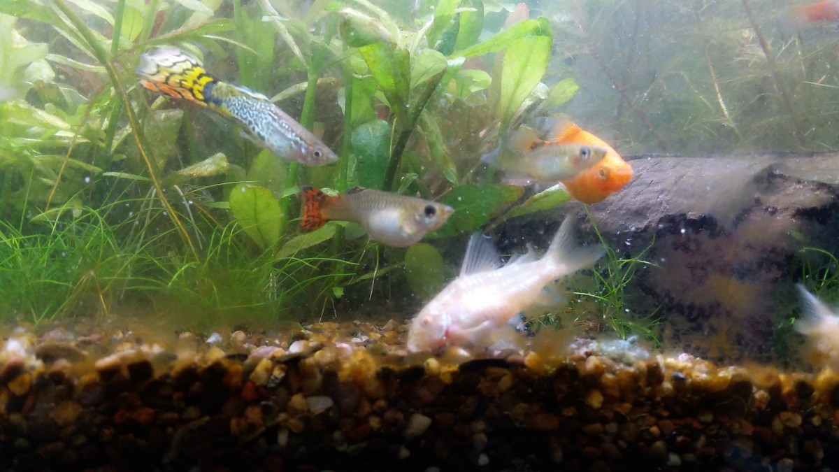 Notice the pregnant female guppy has a blackened eye ring compared to the male pursuing her. Ignore the algae on the glass, I was at the time still working on finding the right combination of CO2, ferts and light for this newly planted tank.