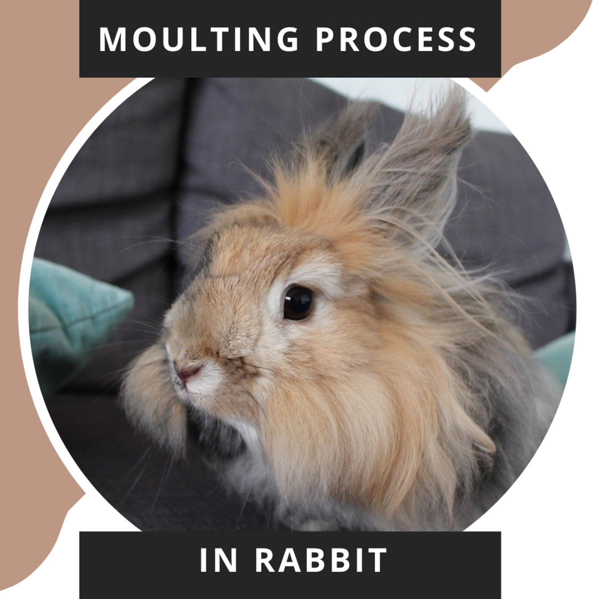 How Moulting in Rabbits Make Them Lose Their Coat PetHelpful