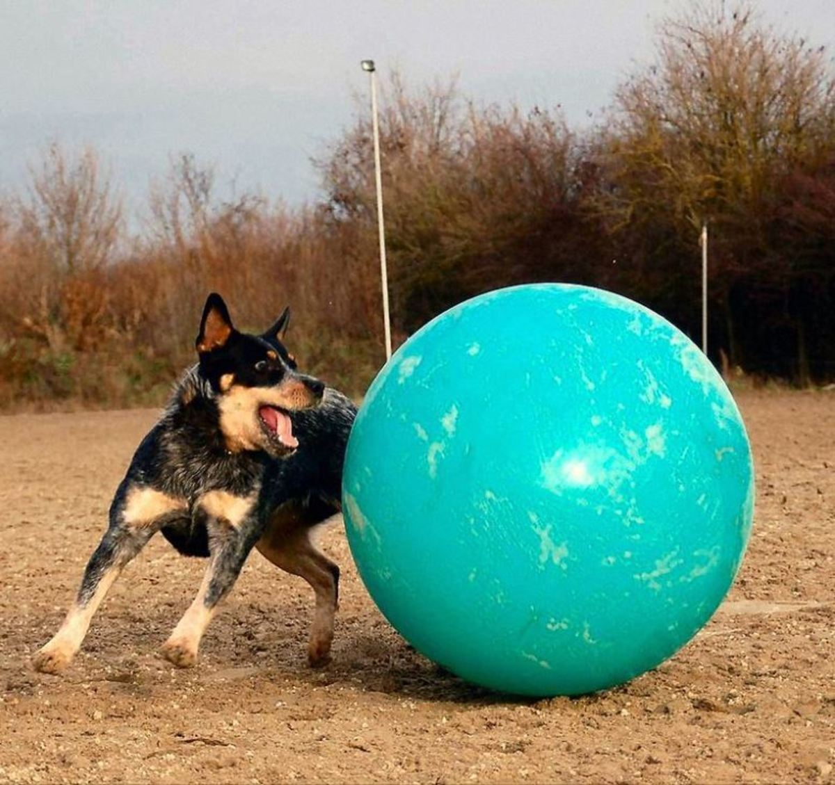 herding ball for dogs