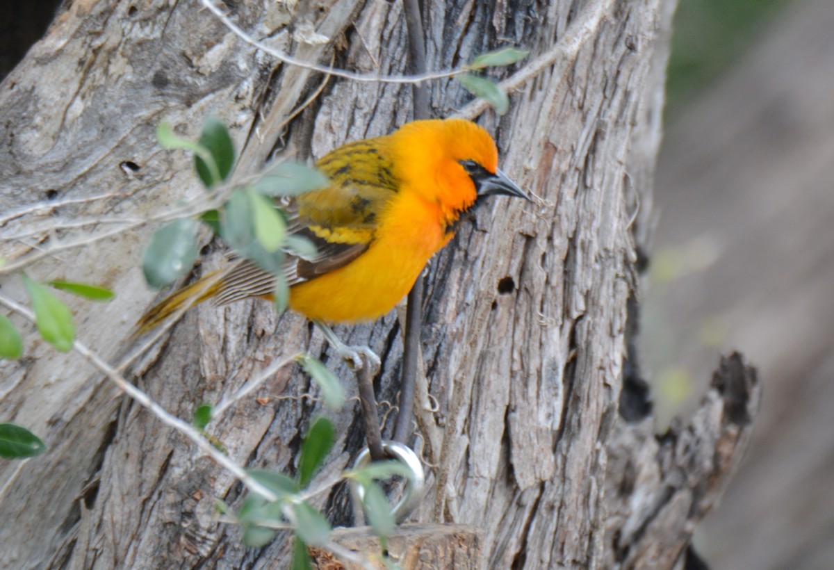 Impact of the Proposed Border Wall on the Environment and Ecotourism in South Texas