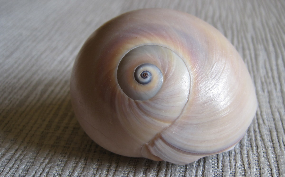 Shark-Eye Moon Snail (Polinices duplicatus Say, 1822)