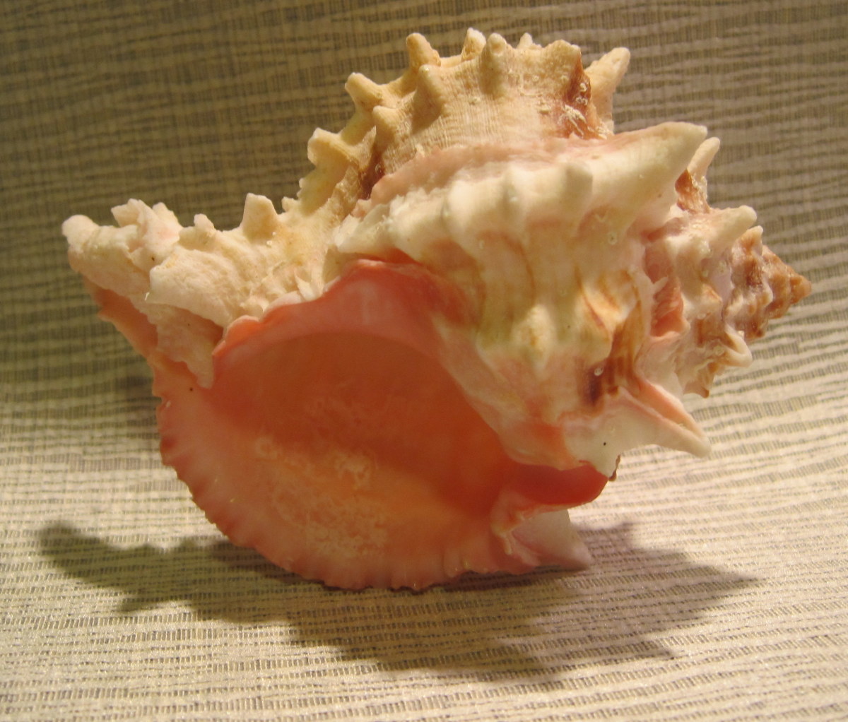 Sea to Shore Home Décor and Shell Collecting - HubPages