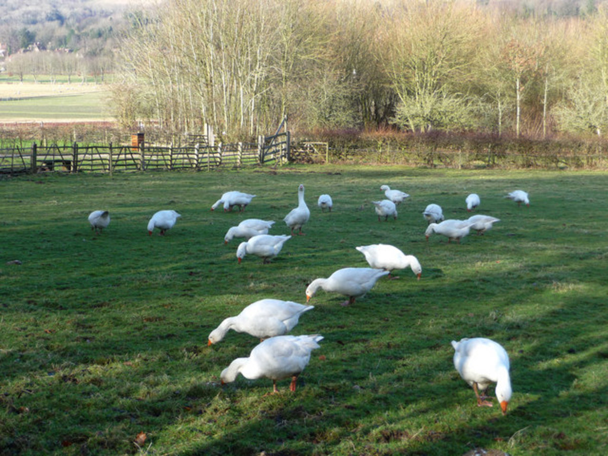 Christougenniatikophobia, the Fear of Christmas HubPages