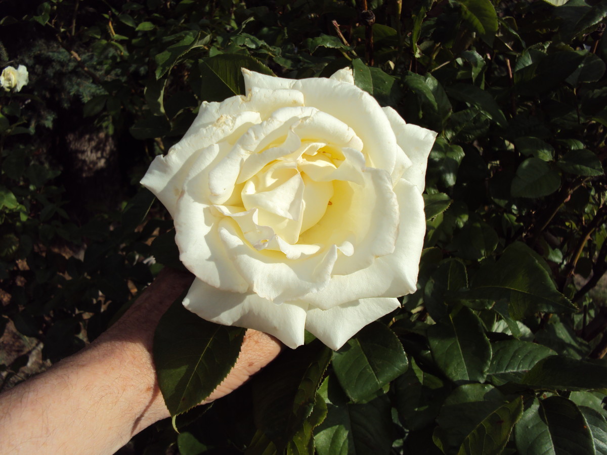 A white rose is said to symbolize peace.