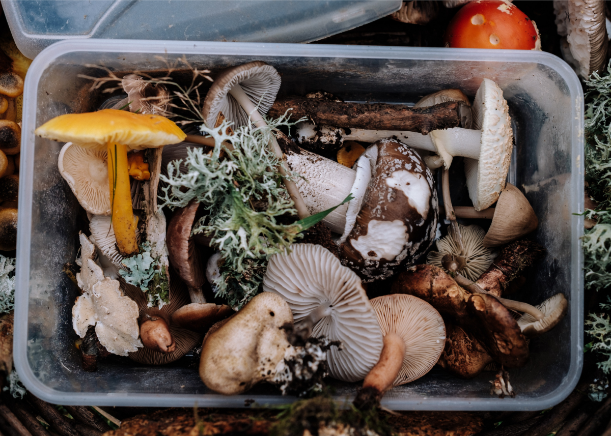 Are you an expert fungi forager with a wealth of personal photos and tons of field experience? If not, crafting a good title will not be enough to make your article about about wild mushrooms successful. 