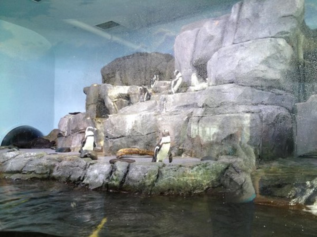Penguin Exhibit At Monterey Bay Aquarium