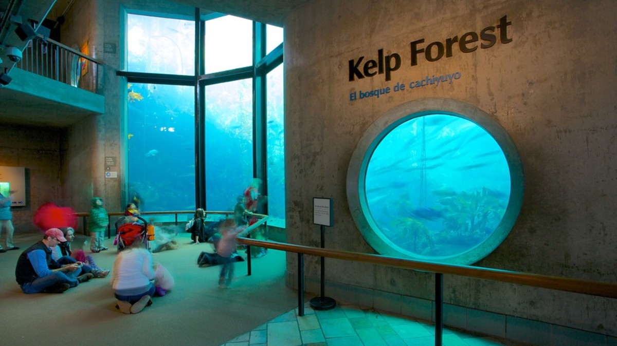 Kelp Forest At Monterey Bay Aquarium