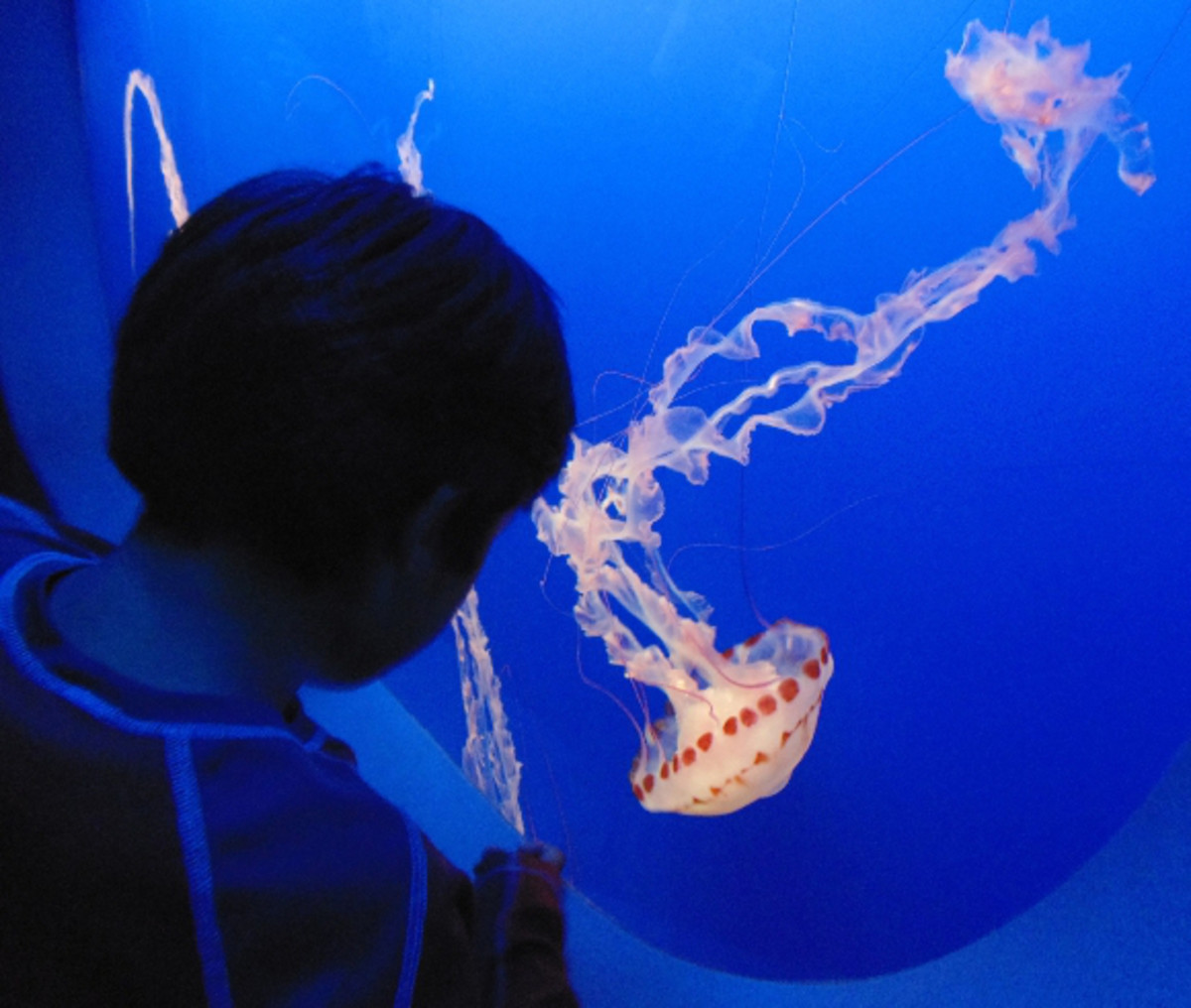 Jellyfish Exhibit At Monterey Bay Aquarium