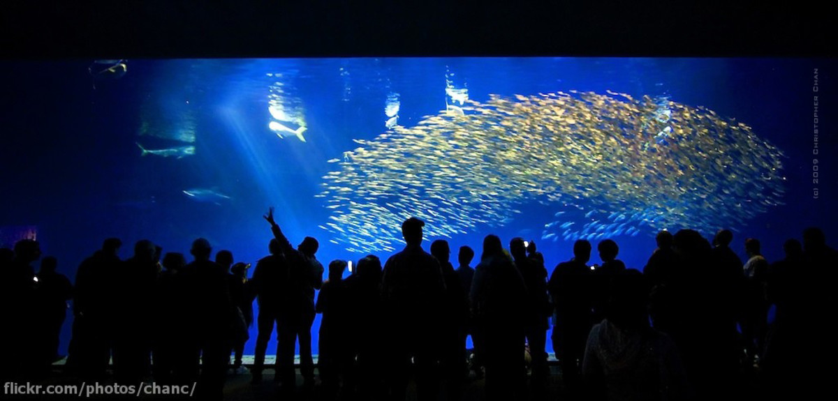 Visit The Monterey Bay Aquarium HubPages