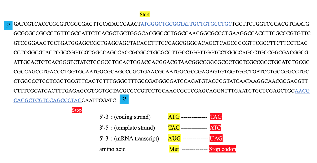 DNA sequence showing an ORF sequence.