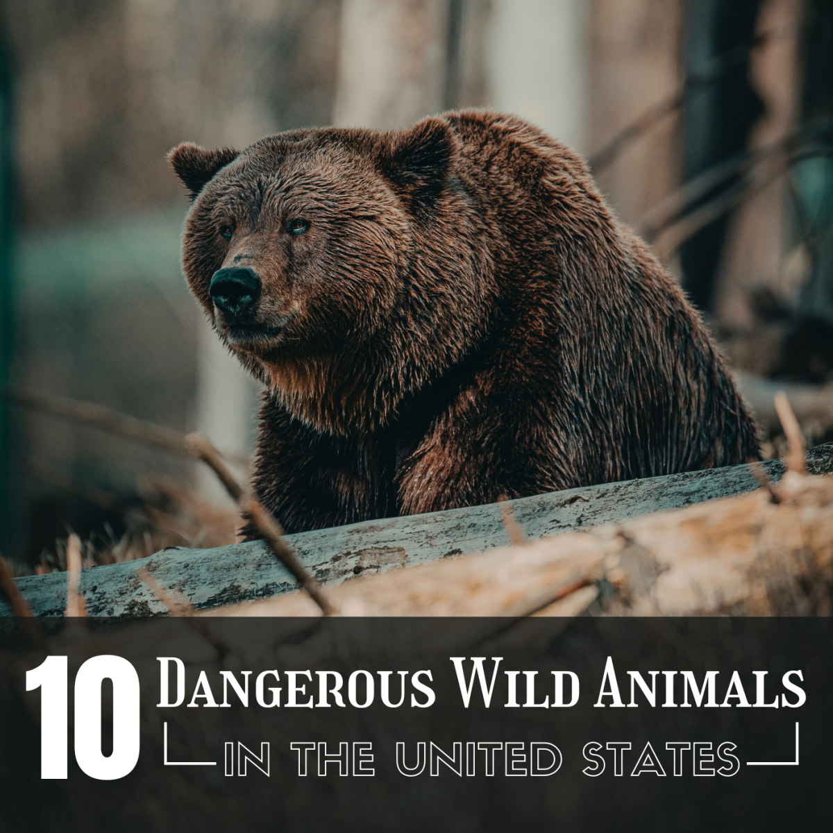 The Top 10 Most Dangerous Wild Animals In The U S A Owlcation