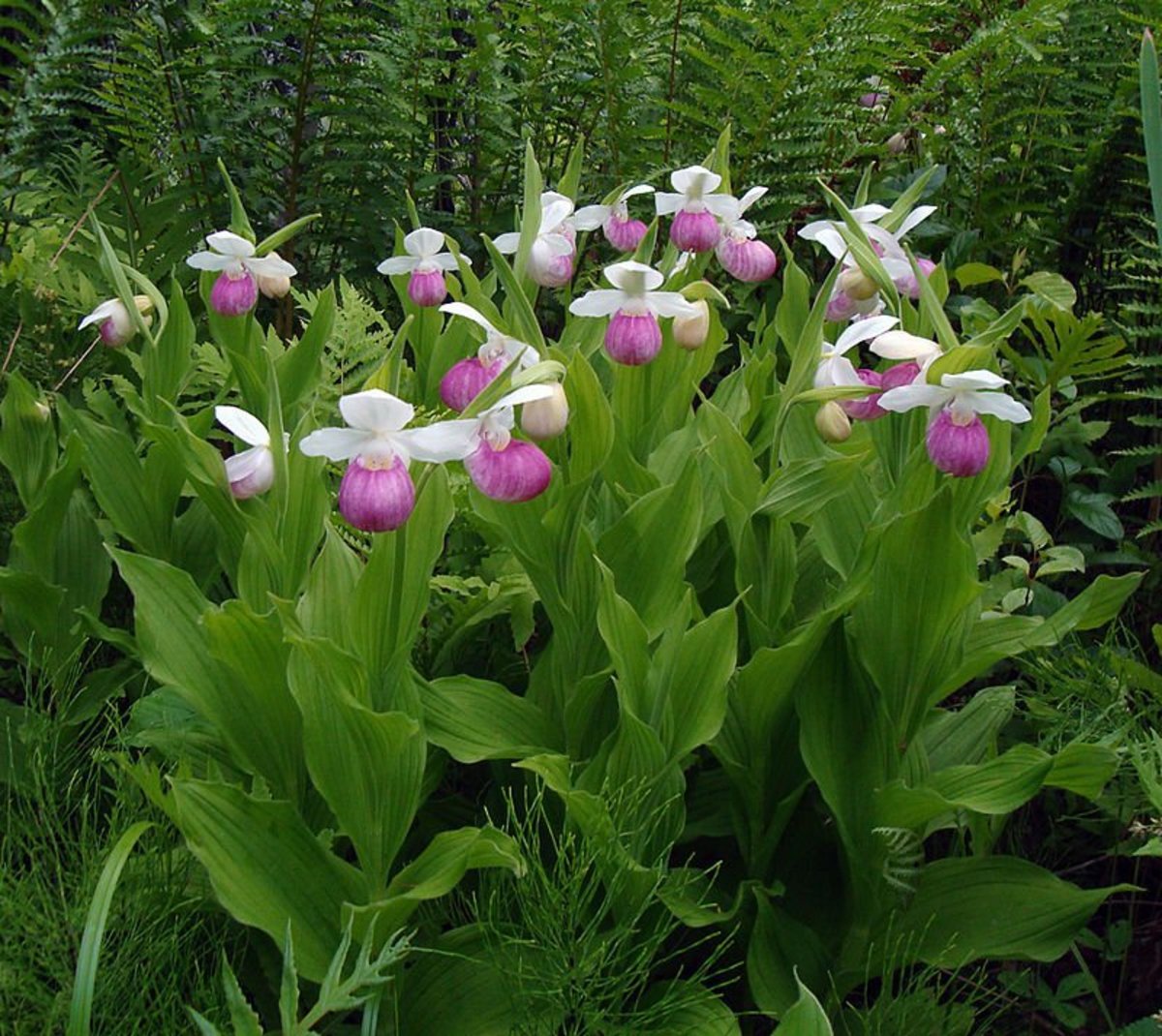 How to Grow Lady’s Slippers, a Native Plant