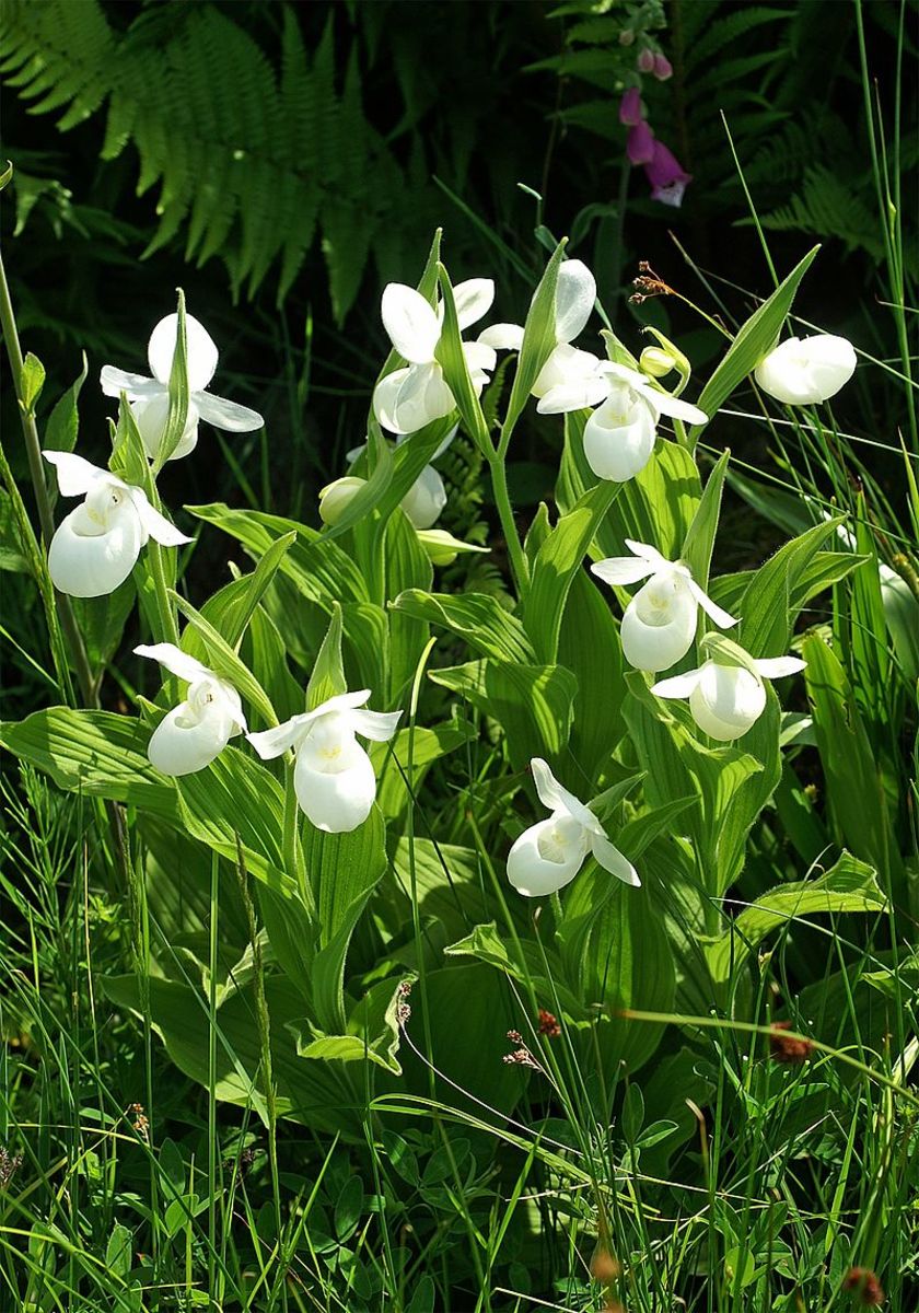 White Lady's Slippers are very rare.