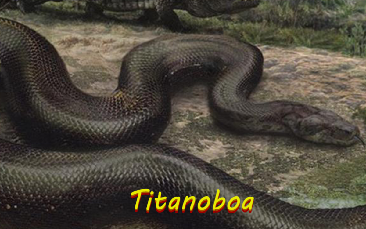 If you thought the snakes in the movie "Anaconda" was bad, wait until you see the Titanoboa.