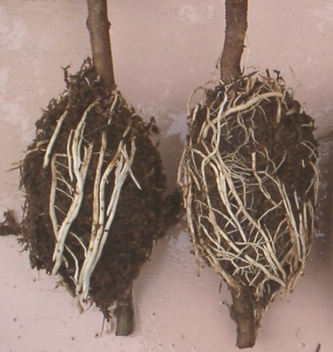 Here's a look at the developed root systems from air layering.