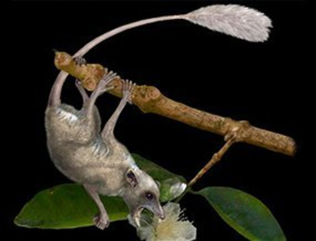 A tiny tree-dwelling squirrel-like primate called Purgatorius is an ancient human ancestor.