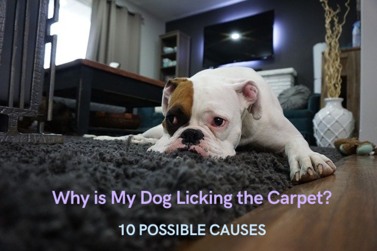 Why is my dog licking the carpet?