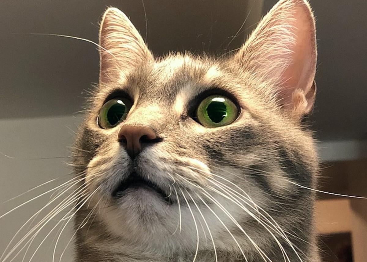 110 Unique Names For Cats With Green Eyes PetHelpful