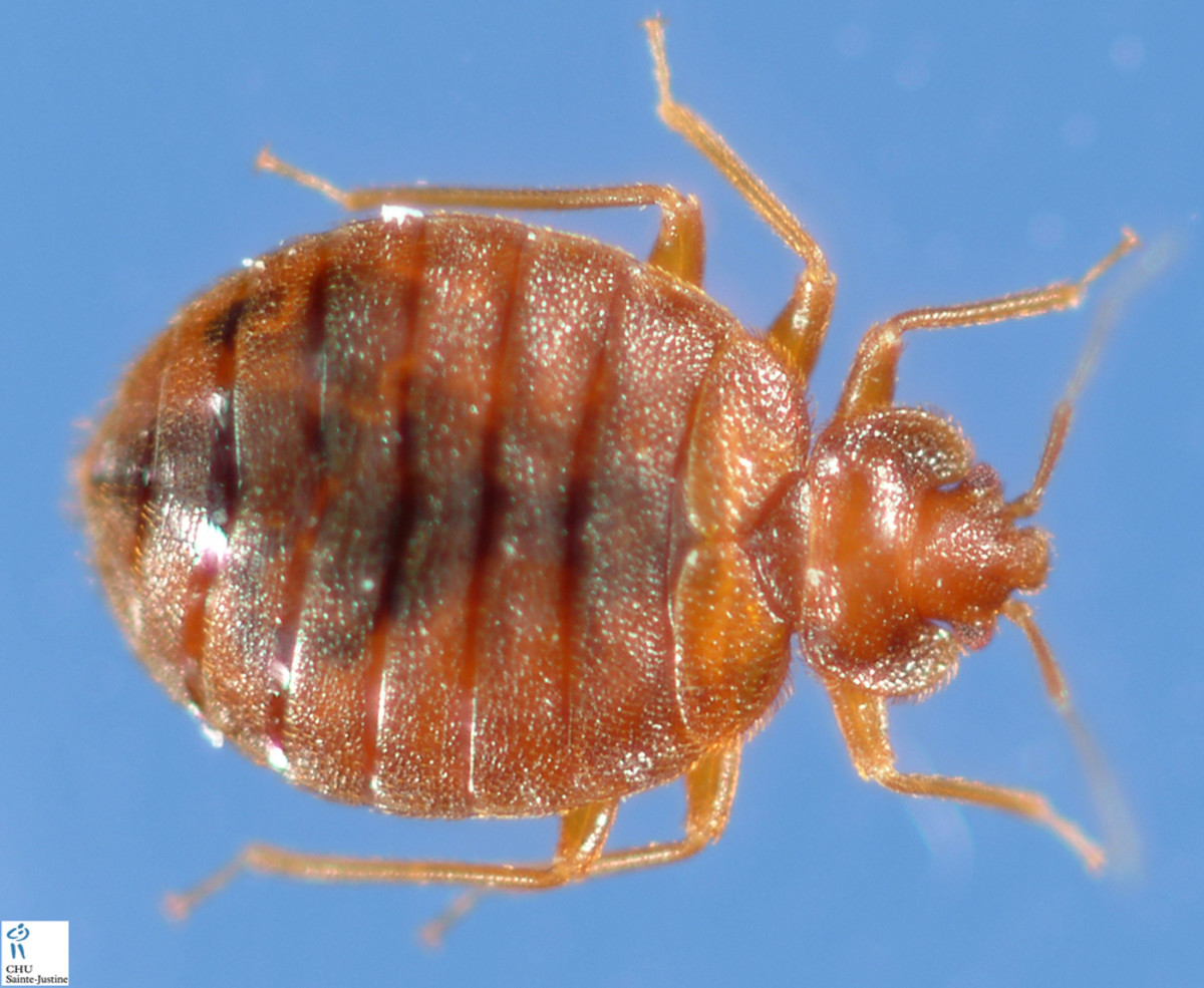 This is an adult bed bug, probably loaded with eggs that will grow up to be adult bed bugs if you don't get rid of them!