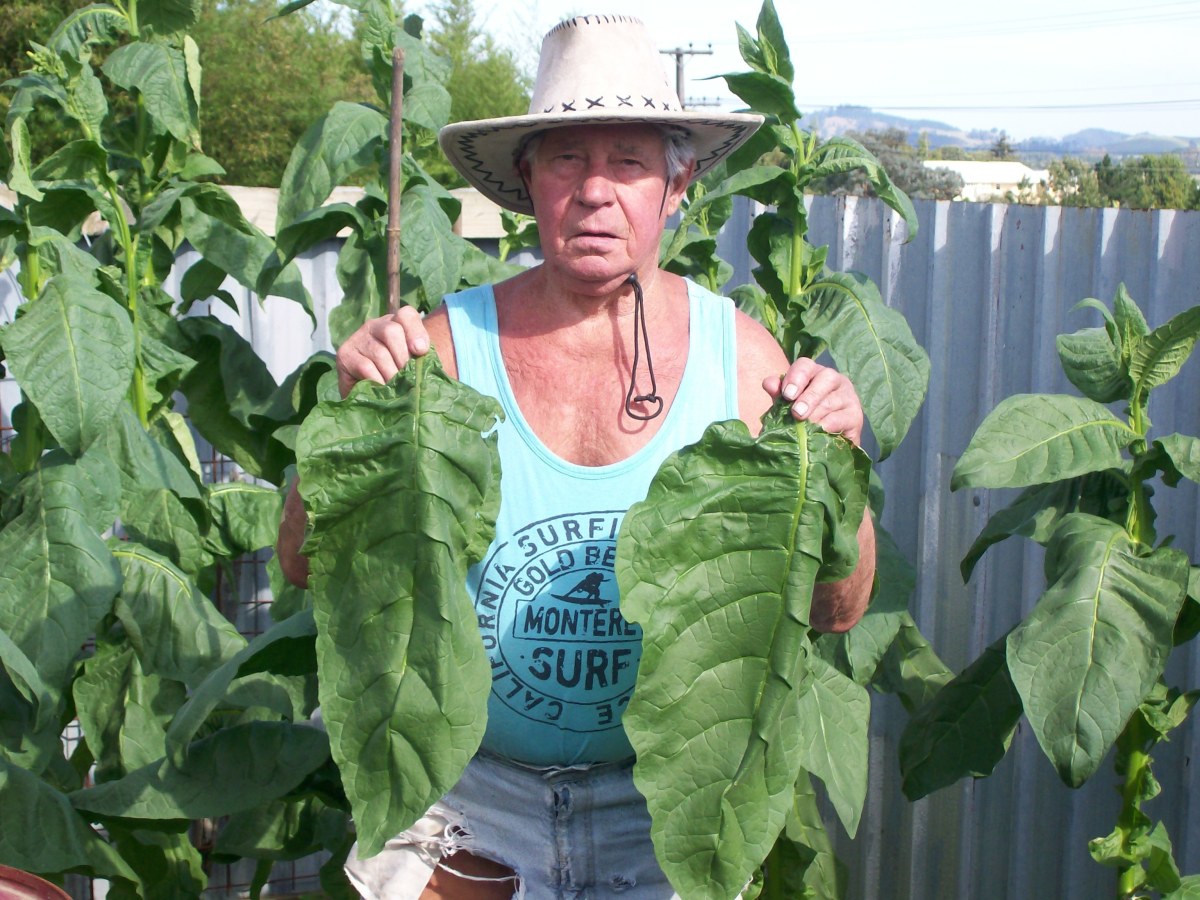 Tobacco plant care
